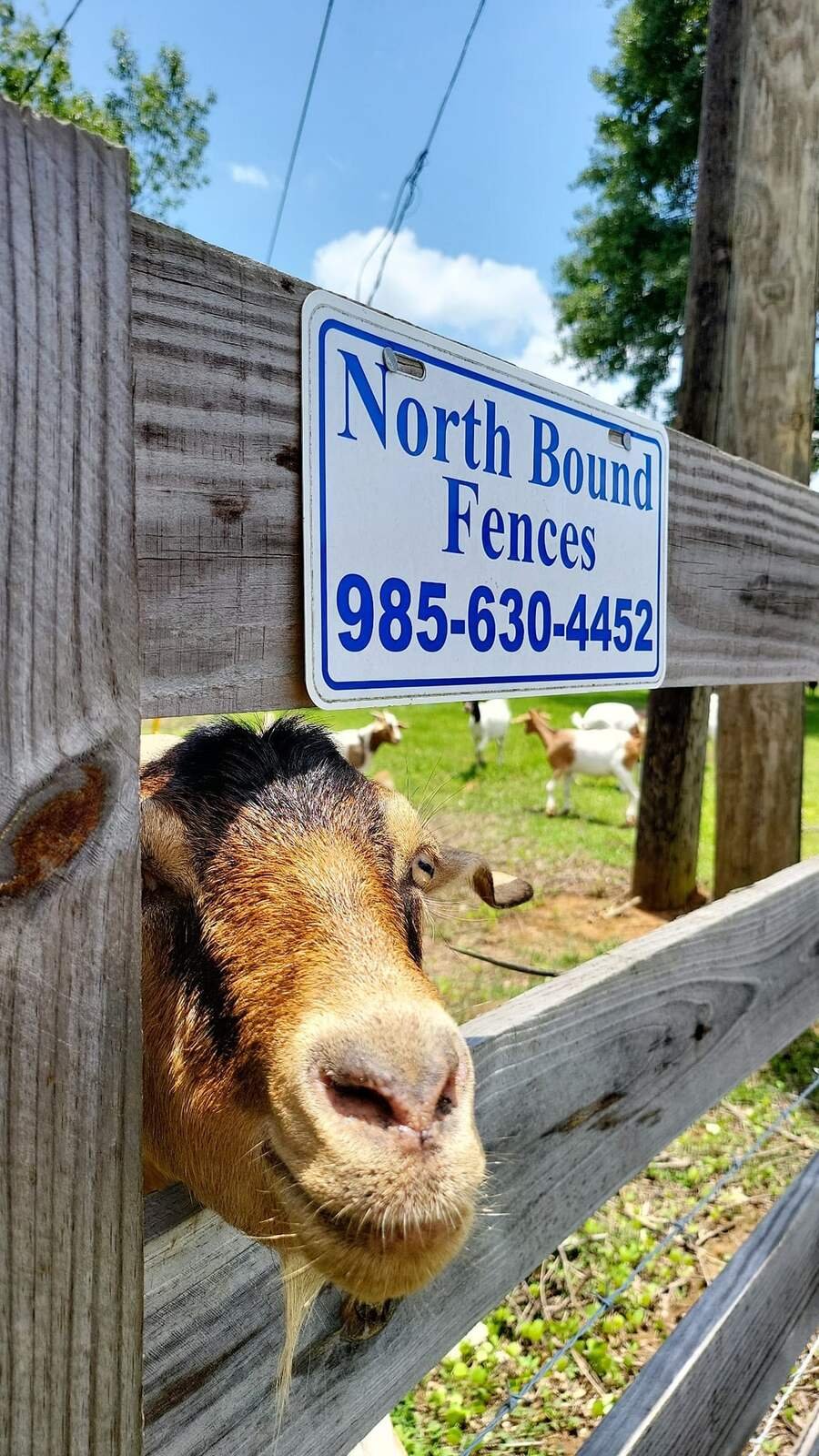 Goat looking through a board fence below a Northbound Fences sign